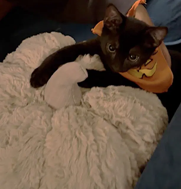 Pedro - Domestic Short Hair