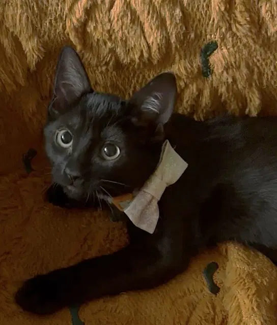 Rachel - Domestic Short Hair
