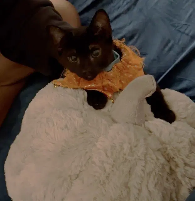 Jesse - Domestic Short Hair
