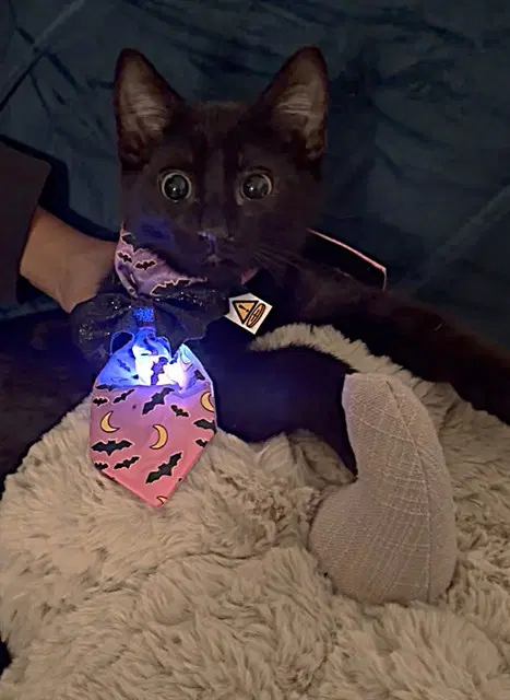 Adam - Domestic Short Hair