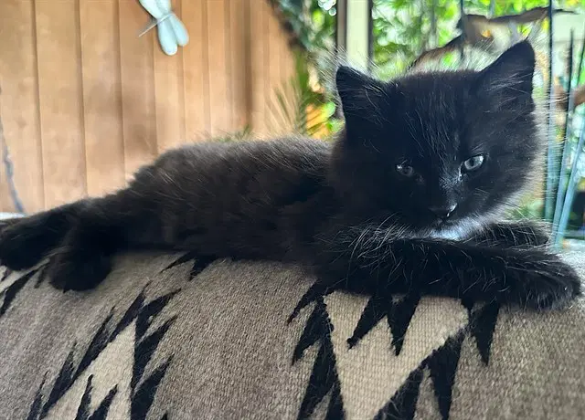 Lenny - Domestic Short Hair