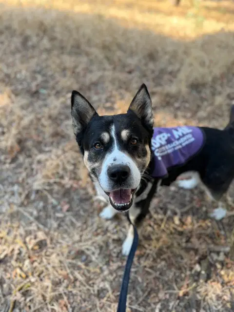 Moto - Husky