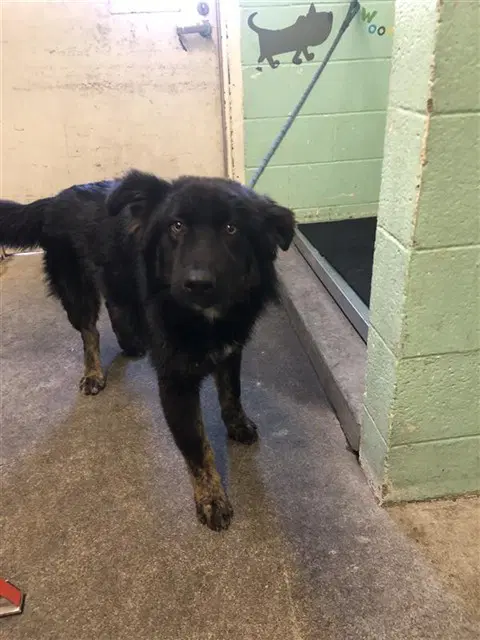 Sammie - German Shepherd Dog