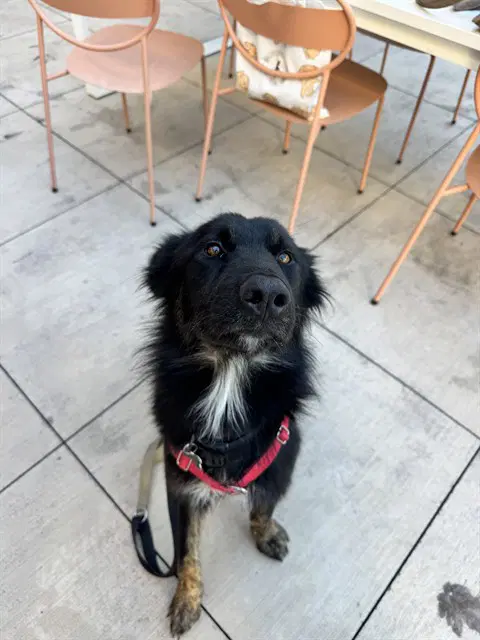 Sammie - German Shepherd Dog