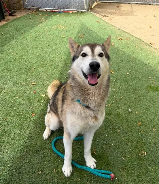 Baker - Siberian Husky