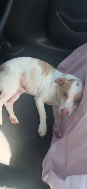 Niko - Terrier