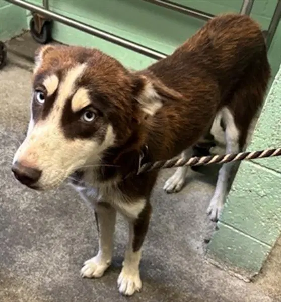 Shawna - Husky