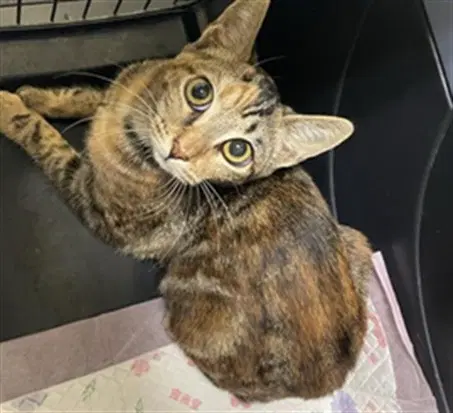 Unknown - Domestic Short Hair