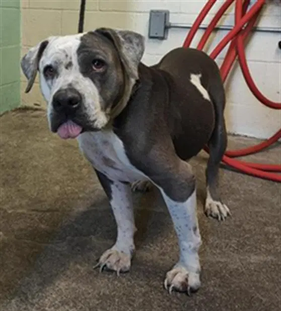 Mamas - Pit Bull Terrier