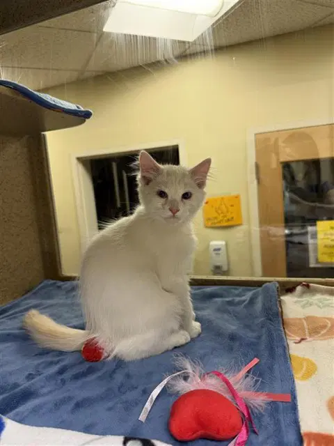 Casper - Domestic Short Hair