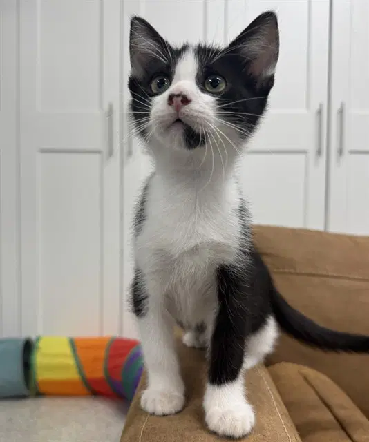 Mario - Domestic Short Hair