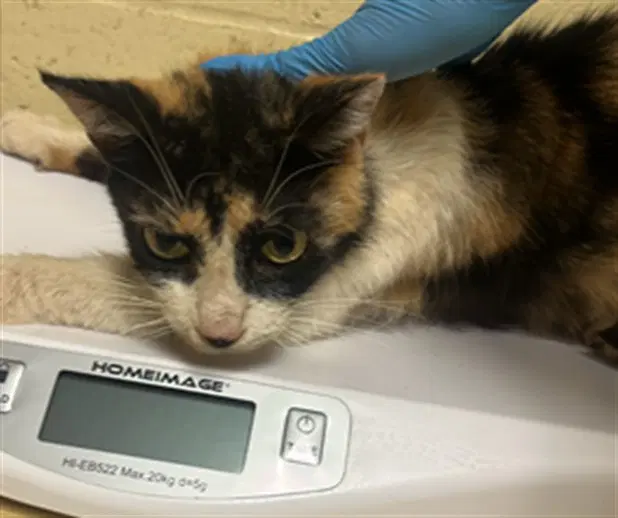 Barn Catsally - Domestic Short Hair