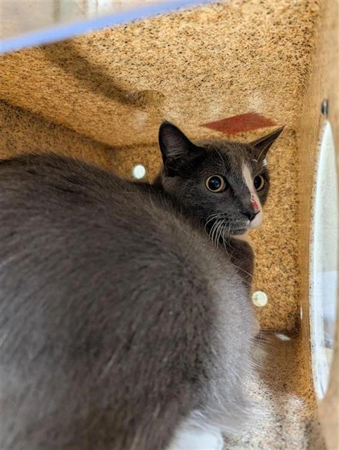 Barn Cat Grayson