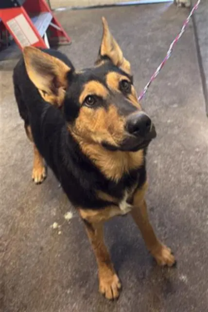 Chloe - German Shepherd Dog