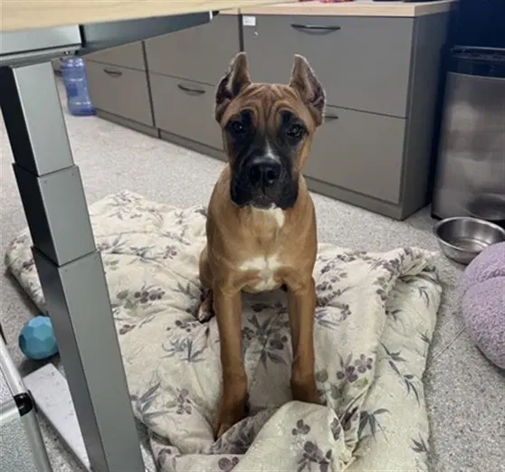 Annie - Cane Corso Mastiff
