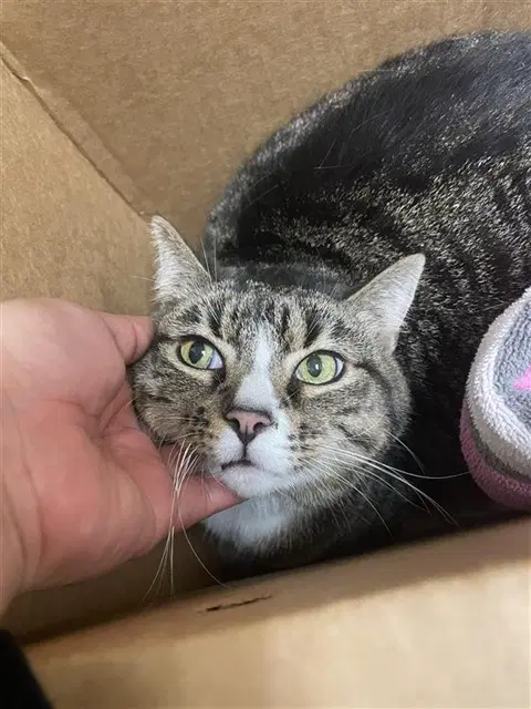 Mimi - Domestic Short Hair