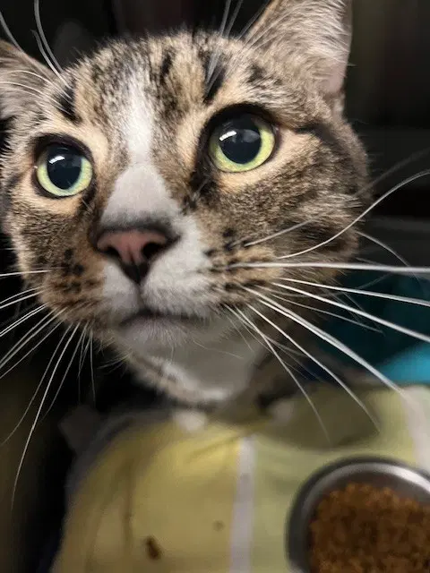 Mimi - Domestic Short Hair