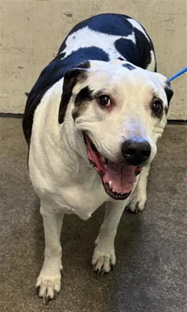 Chuck Roast - Labrador Retriever