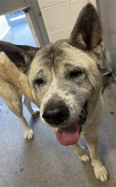 Kira - Akita