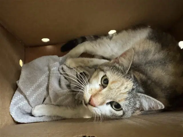 Lola - Domestic Short Hair