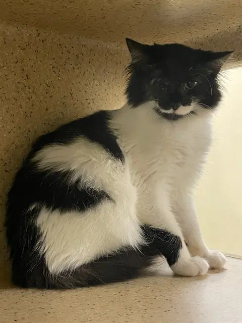 Barnaby - Domestic Long Hair