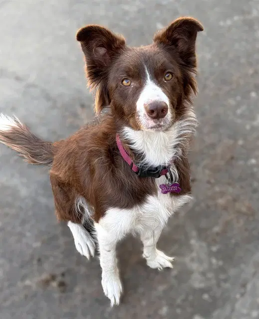 Arden - Australian Shepherd
