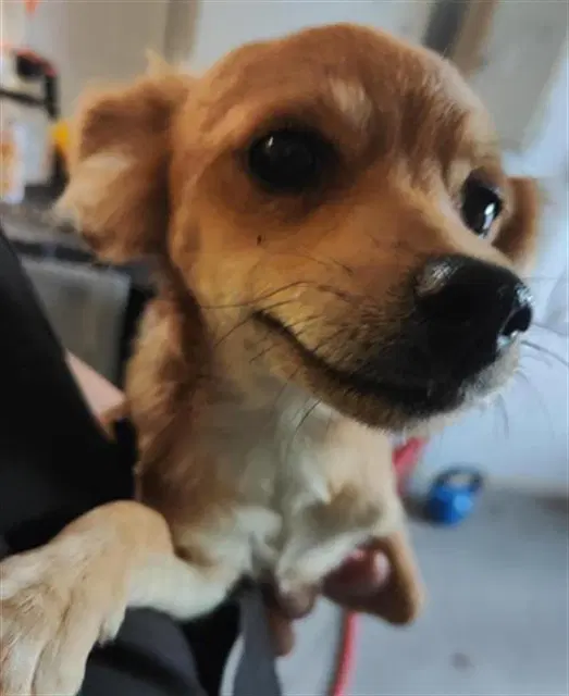 Max - Chihuahua
