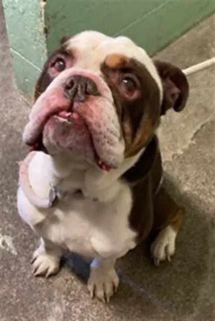 Topaz - English Bulldog