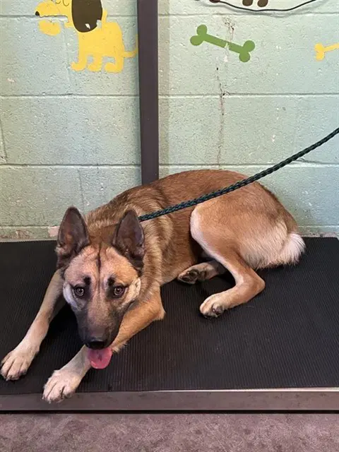 Davis - German Shepherd Dog
