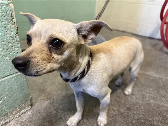 Twinkie - Chihuahua