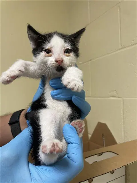 Sally - Domestic Short Hair