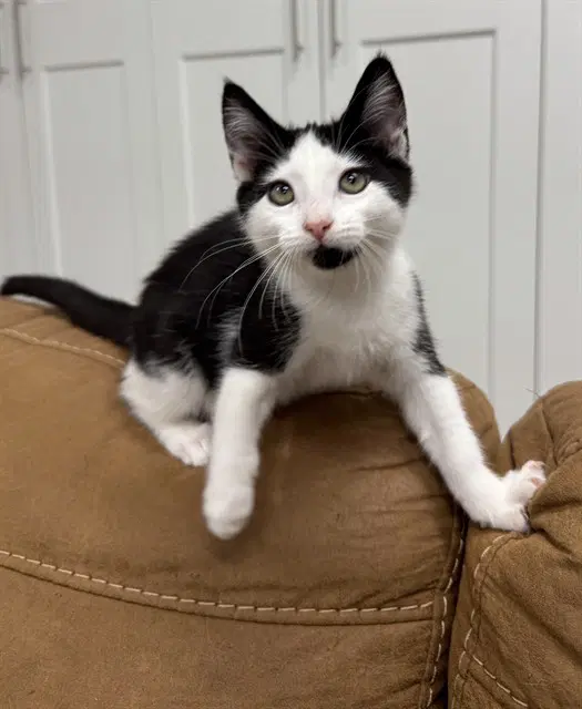 Sally - Domestic Short Hair