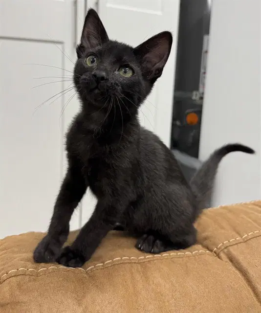 Marcellus - Domestic Short Hair