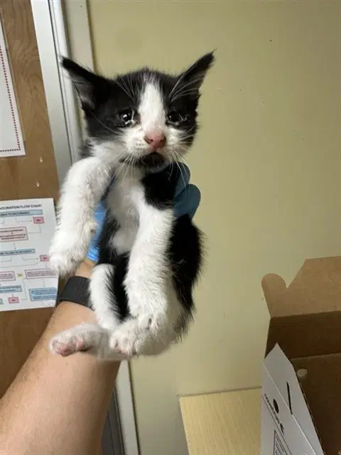 Luna - Domestic Short Hair