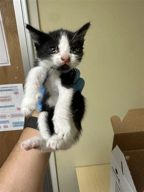 Luna