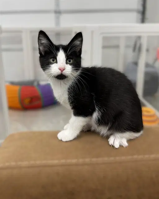 Luna - Domestic Short Hair