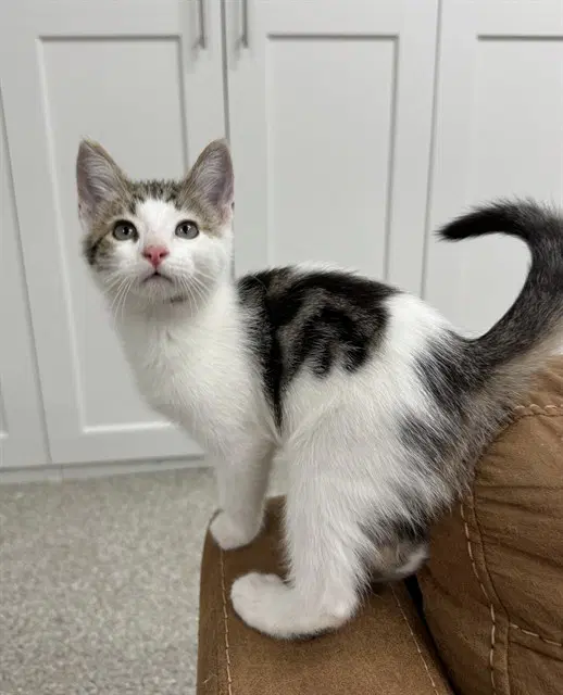 Felix Felicis - Domestic Short Hair