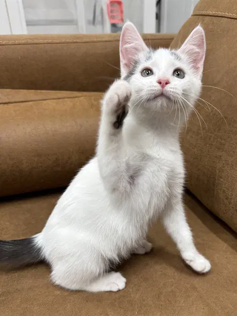 Gillyweed - Domestic Short Hair