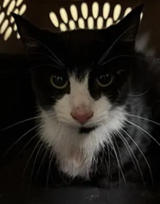 Jacko - Domestic Short Hair