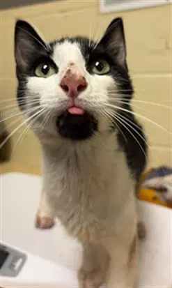 Lantern - Domestic Short Hair