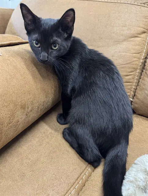 Lowell - Domestic Short Hair
