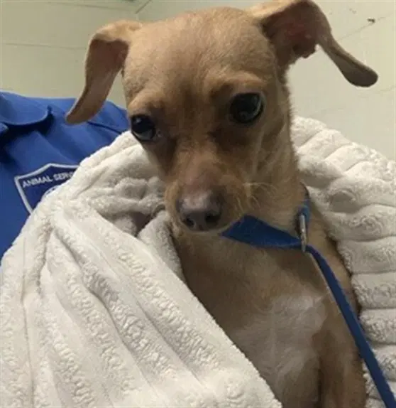 Scooby - Chihuahua