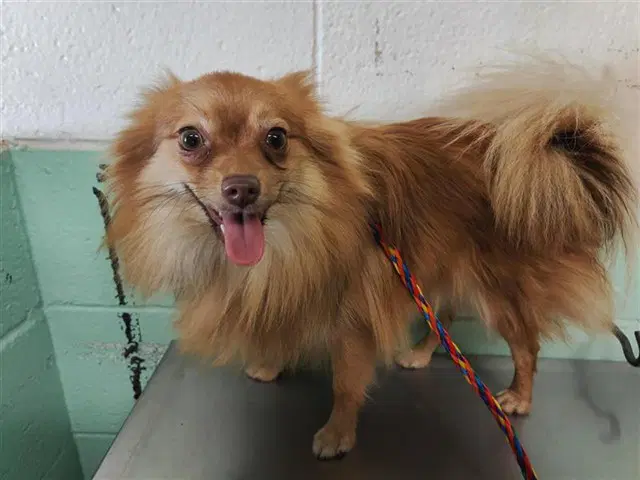 Max - Pomeranian