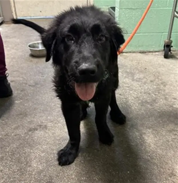 Buddy - Newfoundland Dog