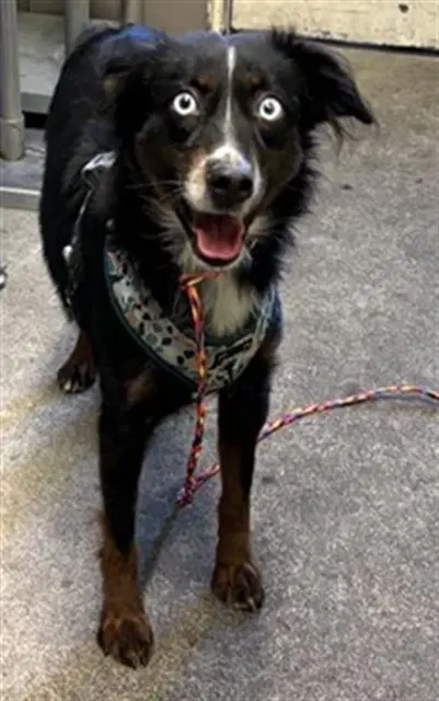 Max - Australian Shepherd