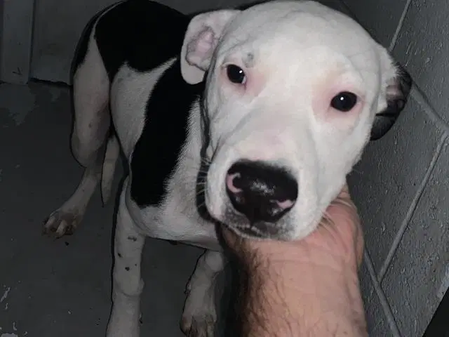 Willow - Pit Bull Terrier