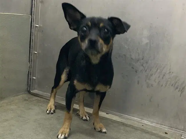 Sadie - Chihuahua