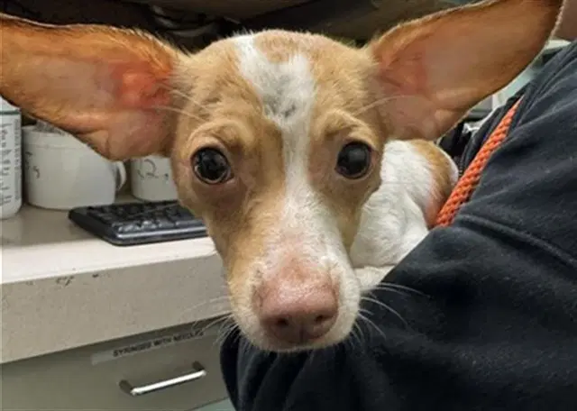 Max - Chihuahua