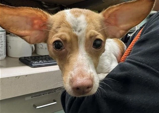 Max