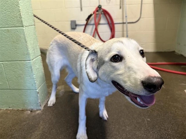 Rogue